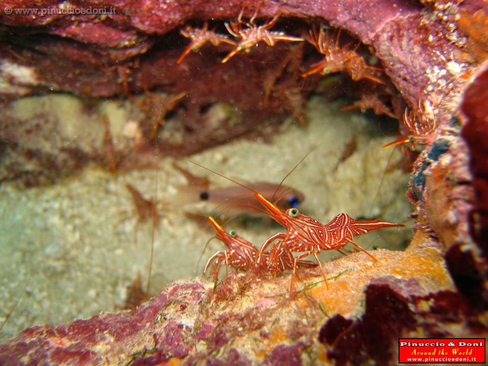 SEYCHELLES - 069 - Immersione a Baie Ternay.jpg